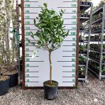 Limetka tahitská (Citrus latifolia) ´TAHITI´ – výška 120-130 cm, obvod kmeňa 4/6 cm, kont. C10L